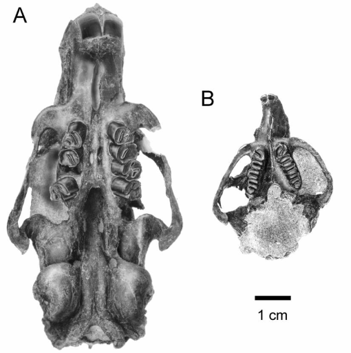 Cavioids, Chinchilloids, and Erethizontoids (Hystricognathi, Rodentia,  Mammalia) of the Early Miocene Pampa Castillo Fauna, Chile