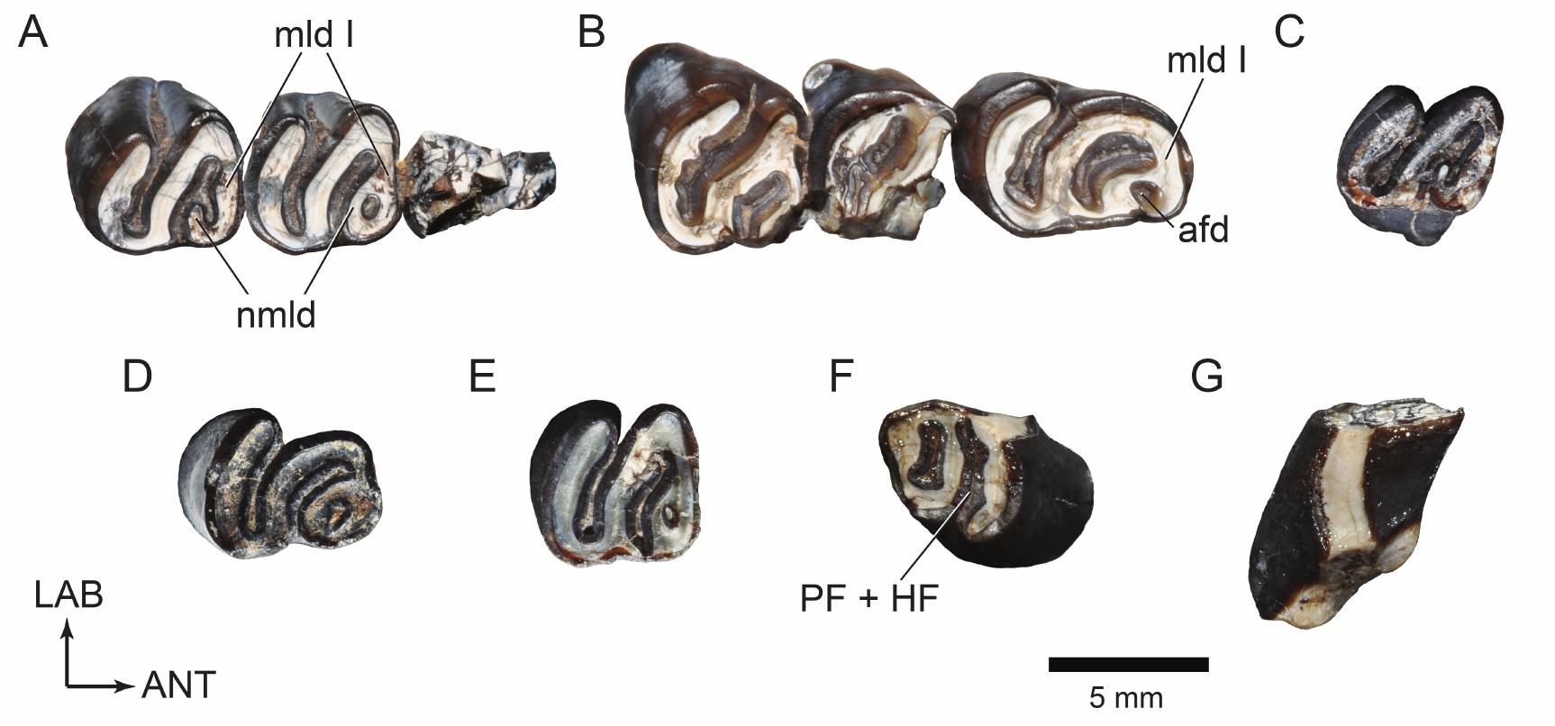 Cavioids, Chinchilloids, and Erethizontoids (Hystricognathi, Rodentia,  Mammalia) of the Early Miocene Pampa Castillo Fauna, Chile