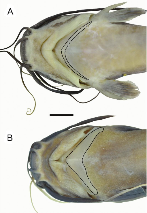 PDF) Ituglanis agreste, a new catfish from the rio de Contas basin