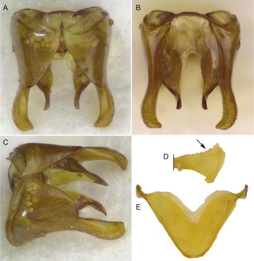 Metasomal Terga A Remarkable New Dioxyine Bee from Northern Oman (Hymenoptera ...