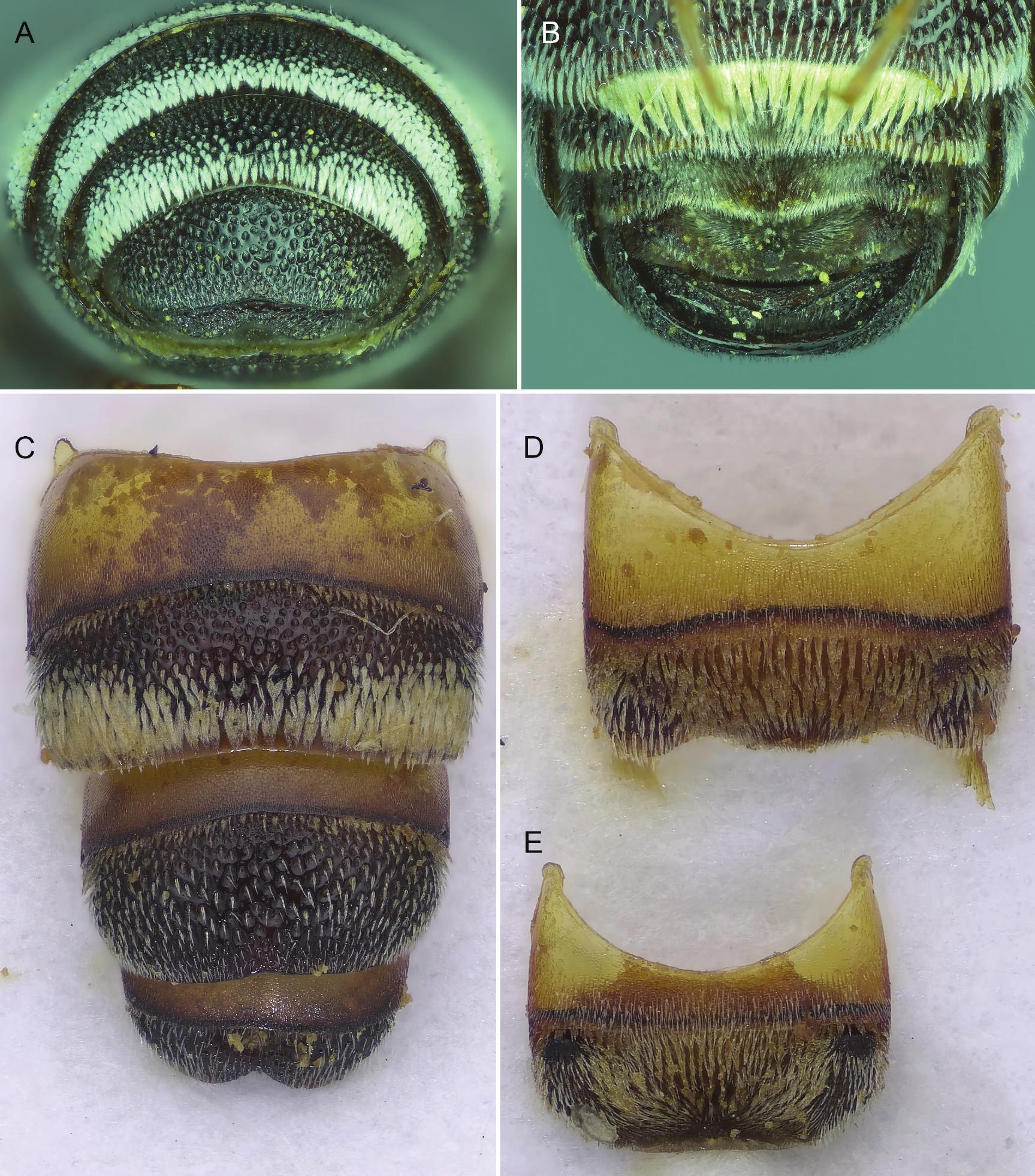 Metasomal Terga A Remarkable New Dioxyine Bee from Northern Oman (Hymenoptera ...