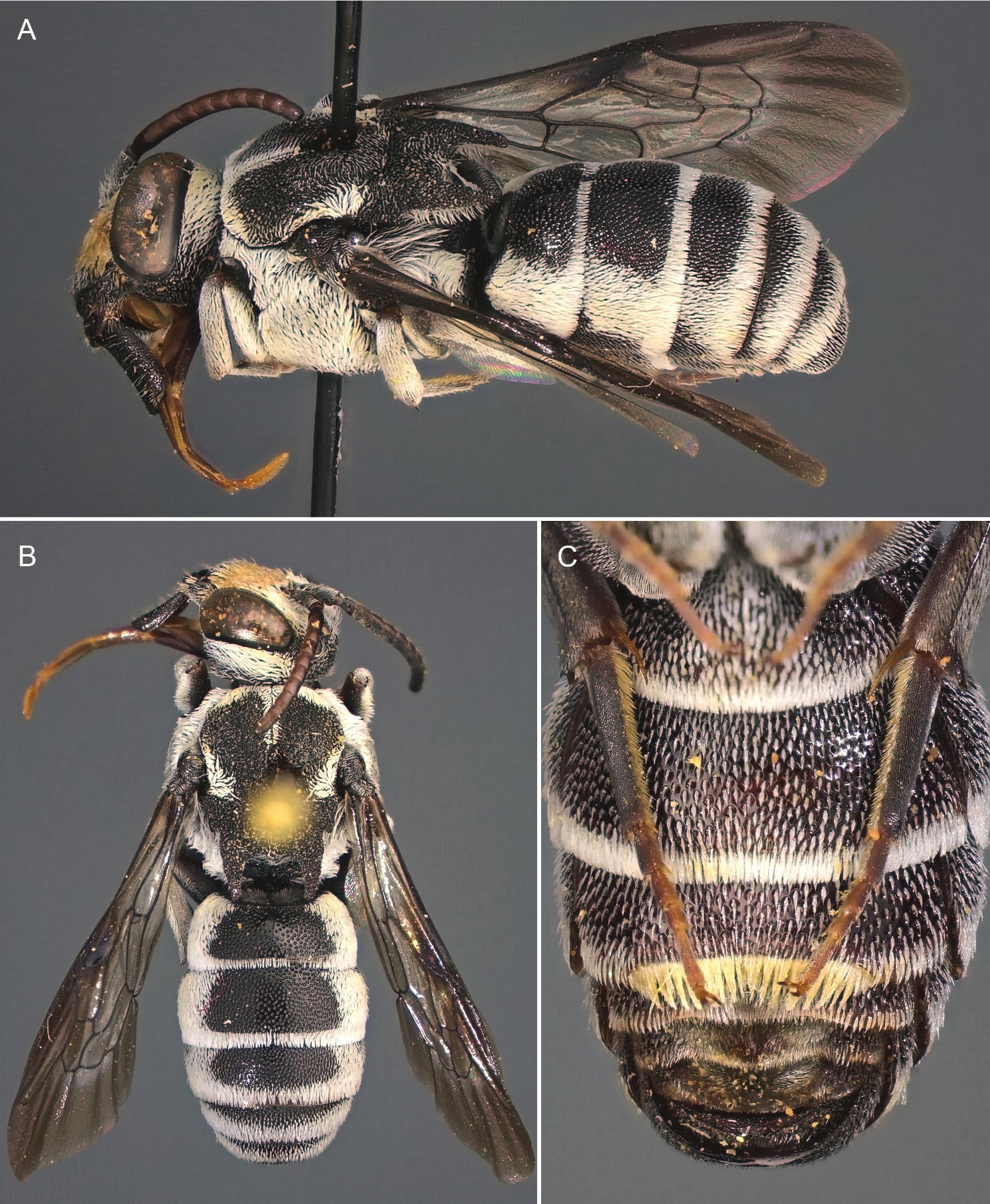 Metasomal Terga A Remarkable New Dioxyine Bee from Northern Oman (Hymenoptera ...
