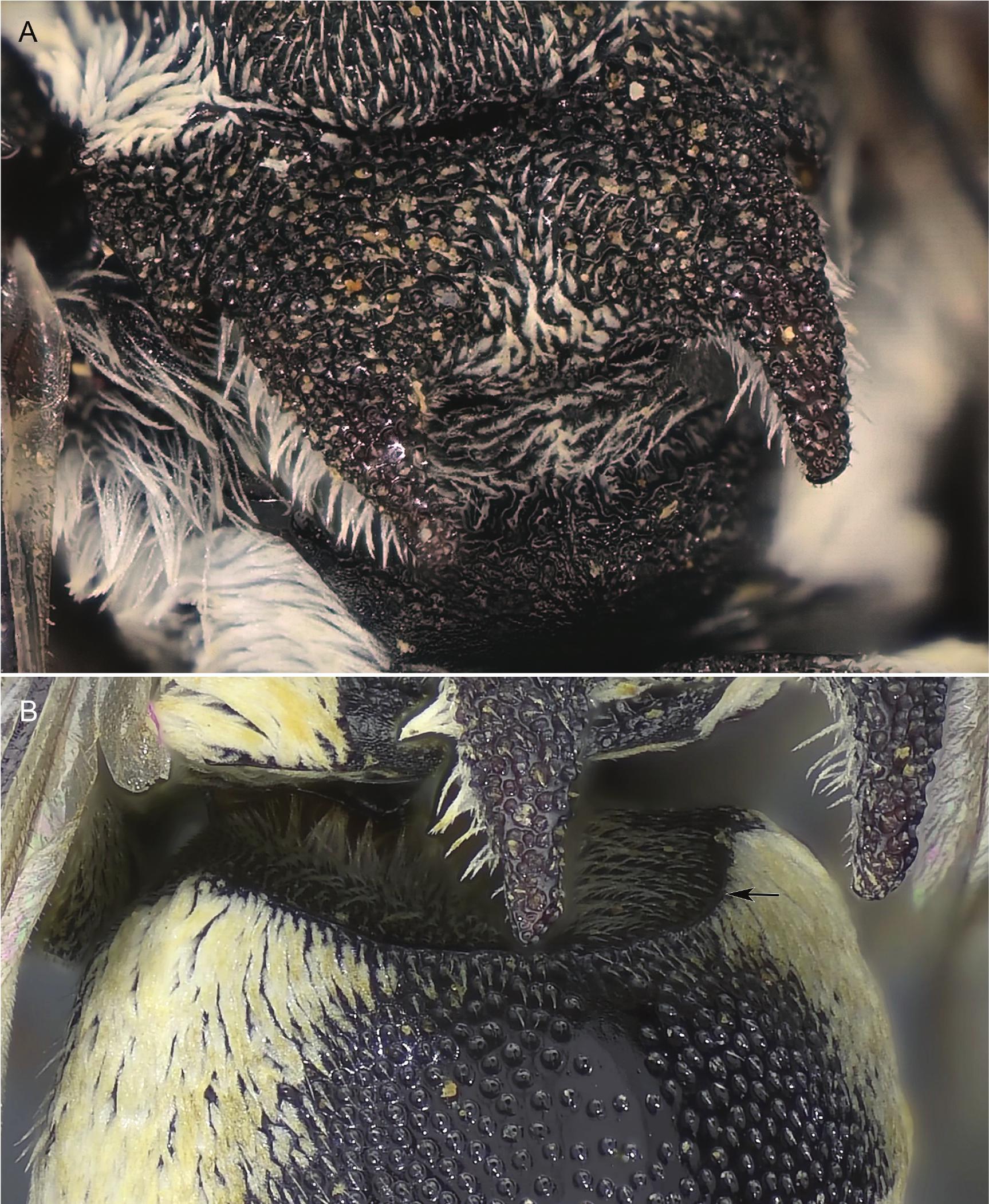 Metasomal Terga A Remarkable New Dioxyine Bee from Northern Oman (Hymenoptera ...