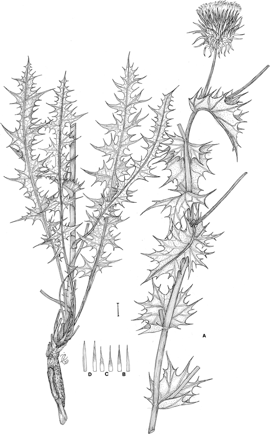 A Synopsis of Cousinia sect. Serratuloides (Asteraceae) in Iran