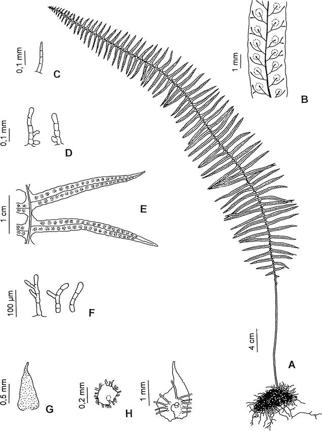 A New Species of Pecluma (Pteridophyta–Polypodiaceae)