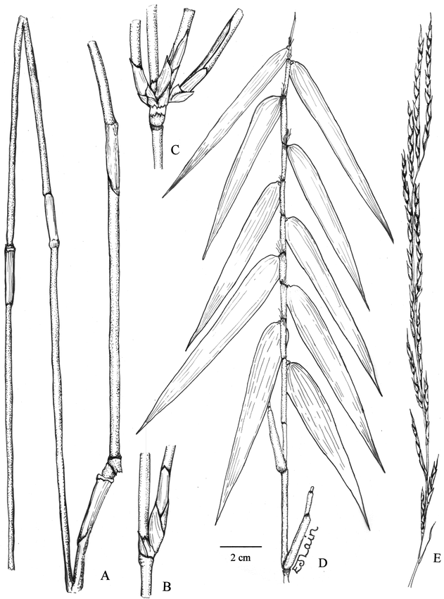 Arthrostylidium berryi (Poaceae, Bambusoideae, Bambuseae ...