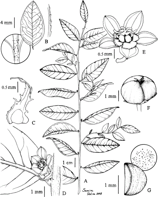 Two New Brazilian Species of Phyllanthus (Phyllanthaceae)