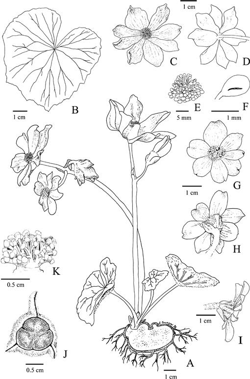 Two New Species of Andean Tuberous Begonia in the B. octopetala Group  (Begoniaceae)