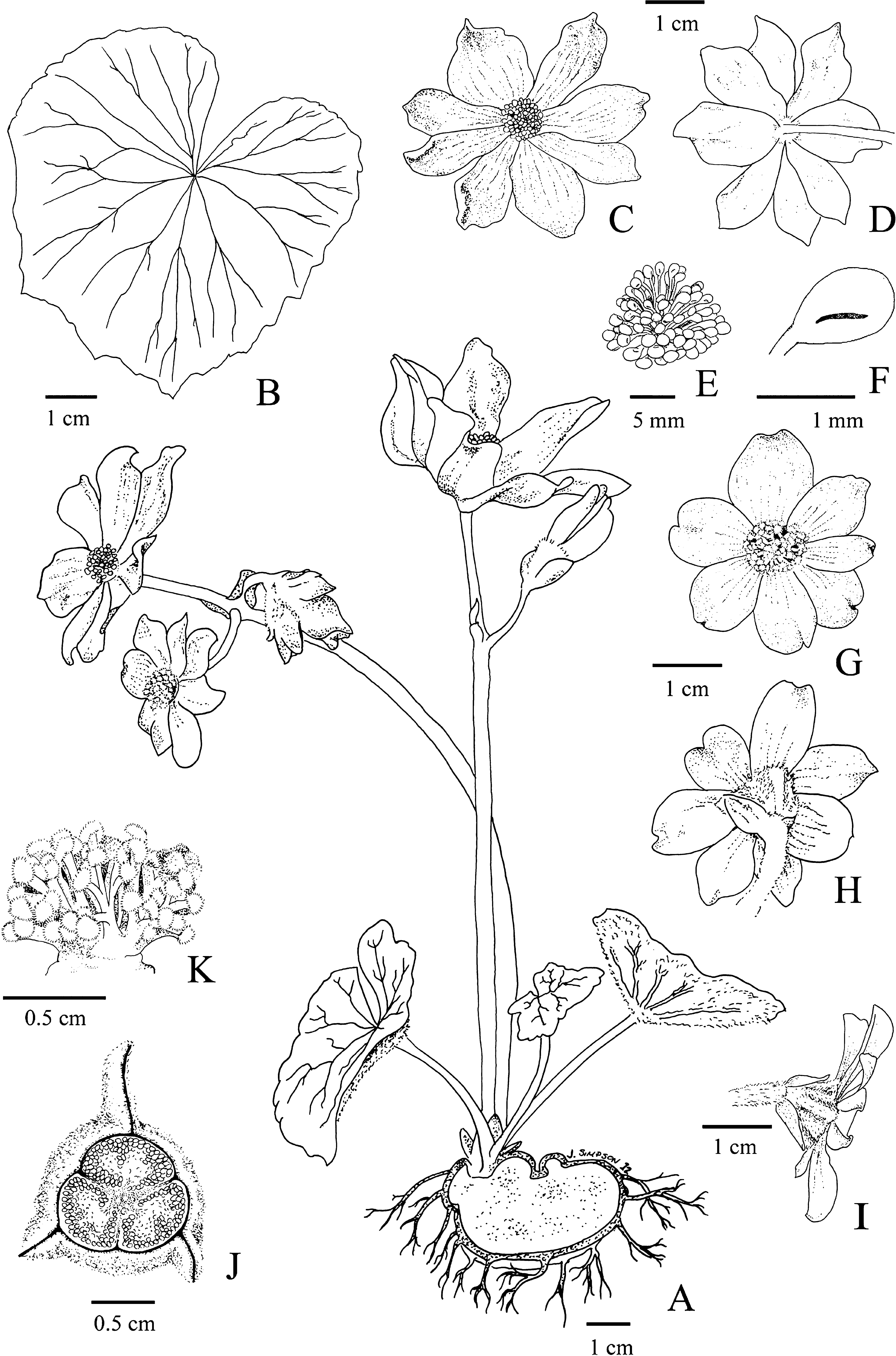 Two New Species of Andean Tuberous Begonia in the B. octopetala Group  (Begoniaceae)