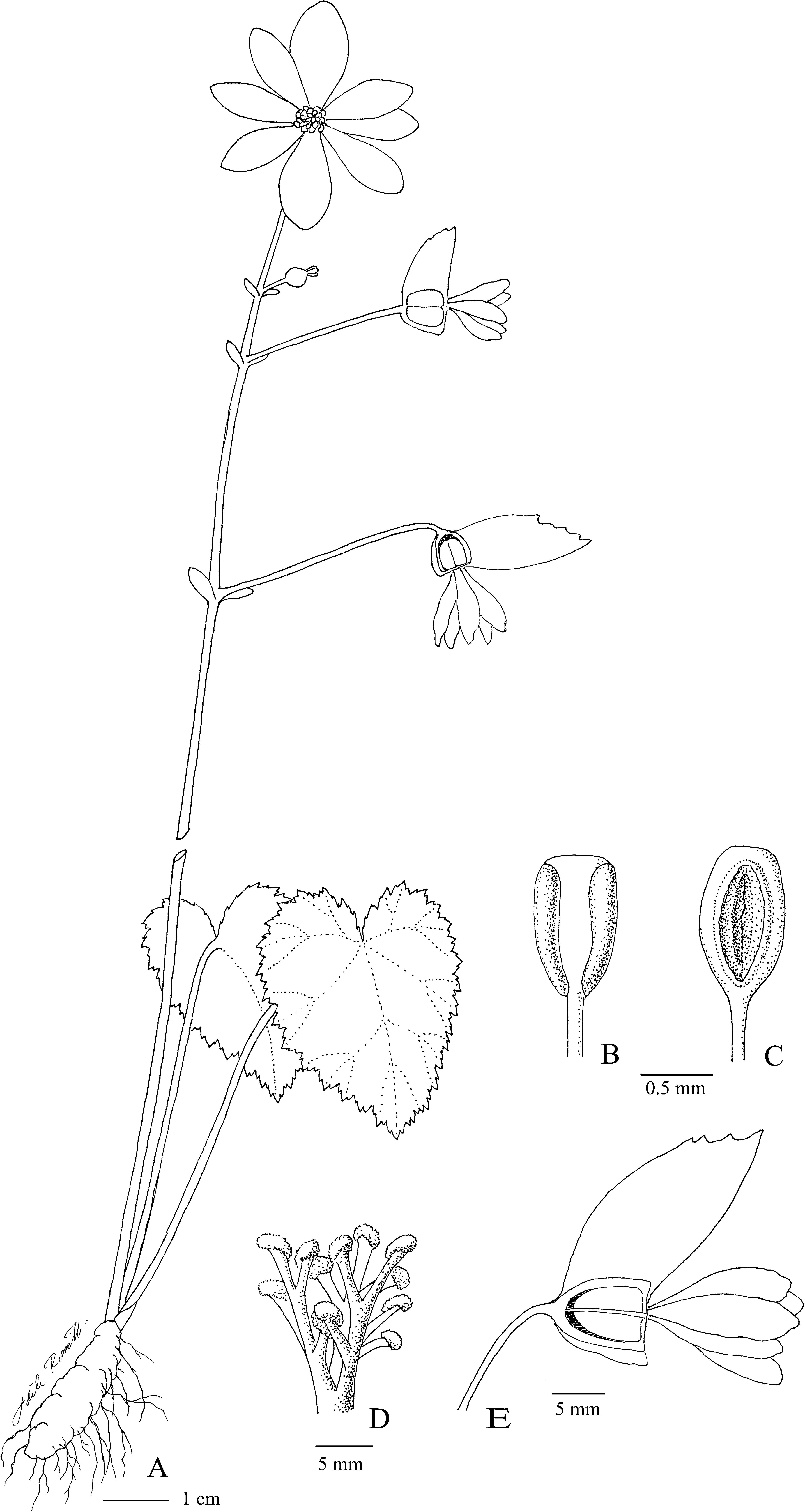 Two New Species of Andean Tuberous Begonia in the B. octopetala Group  (Begoniaceae)