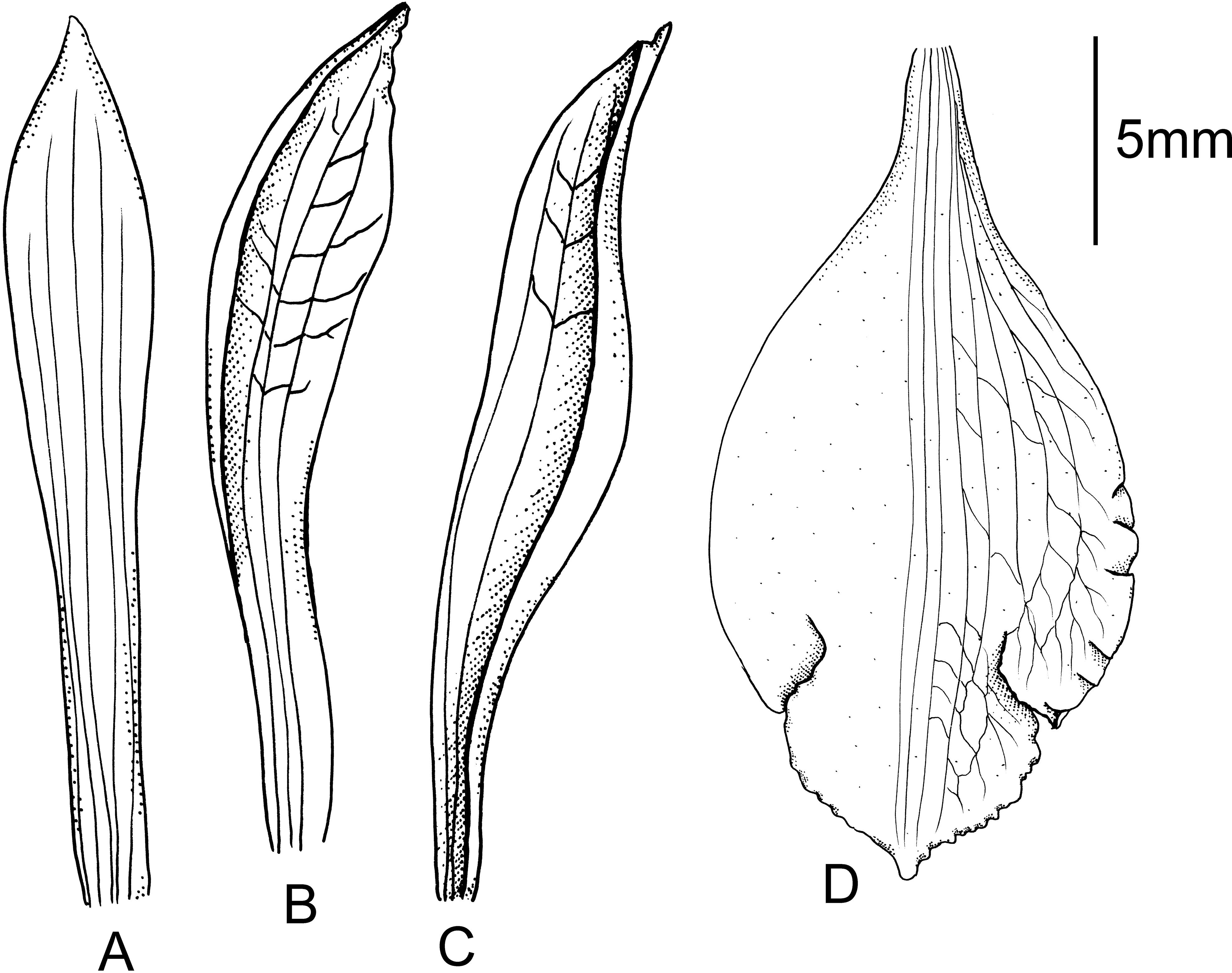 Psilochilus francoae (Orchidaceae, Triphoreae), a New Species from Colombia