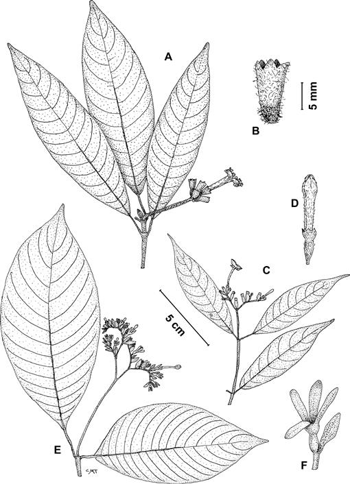 Another Taxonomic Review of the Neotropical Genus Joosia (Rubiaceae ...