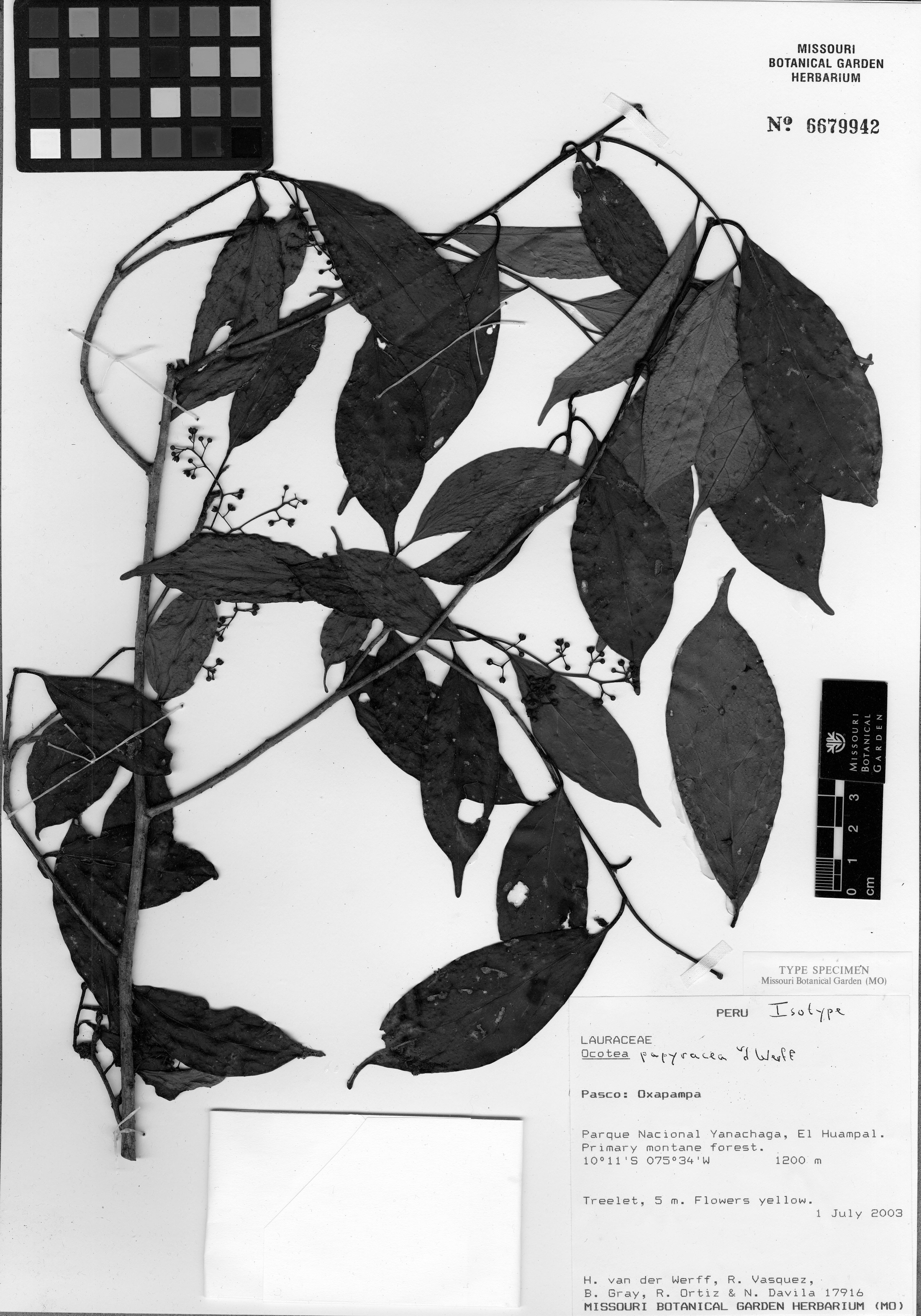 Studies In Andean Ocotea Lauraceae Iv Species With Unisexual