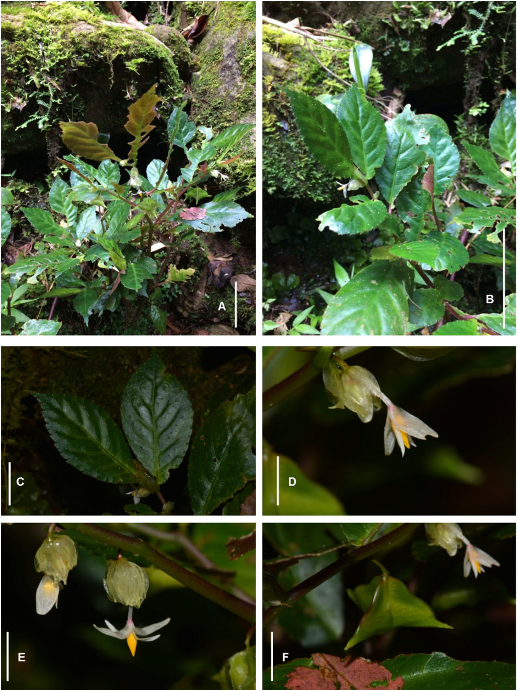 Dos Nuevas Especies de Begonia (Begoniaceae) de la Serranía de los  Yariguíes (Santander, Colombia)