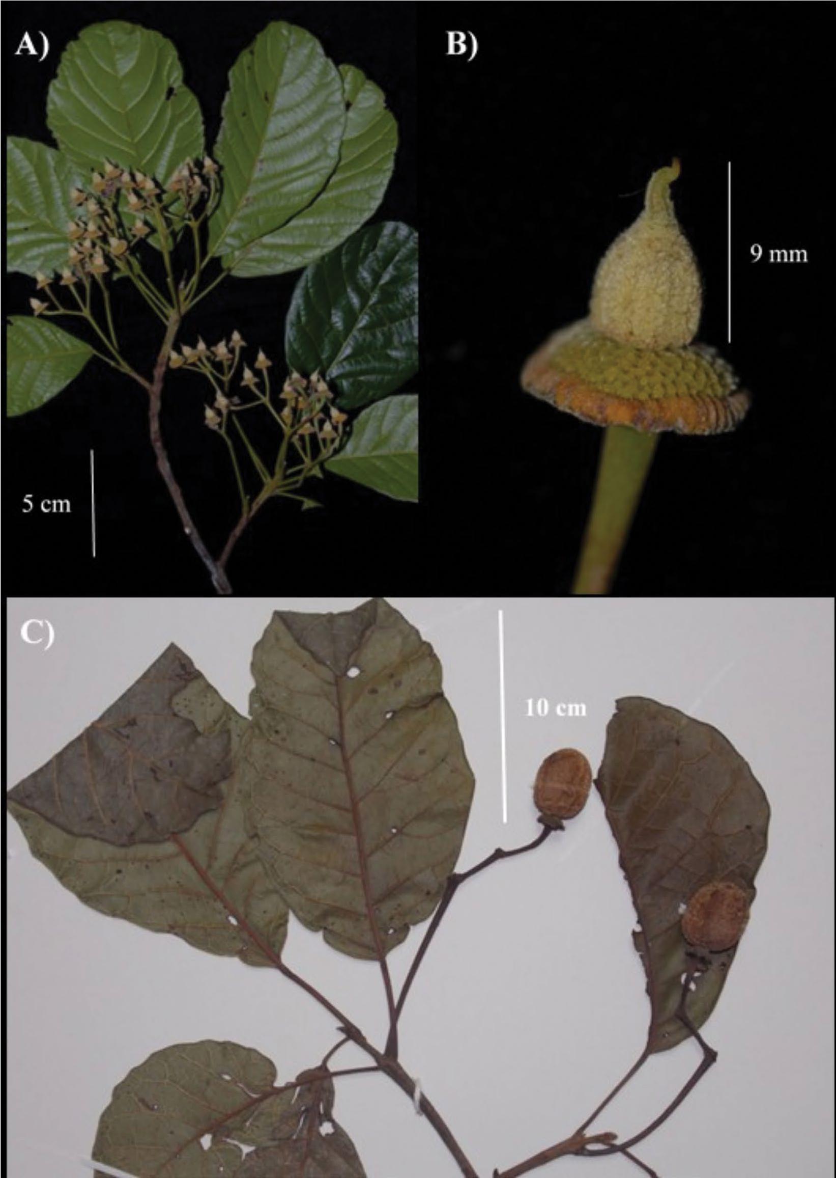 Sloanea pilosa (Elaeocarpaceae), a Rare and New Emergent Tree Species ...