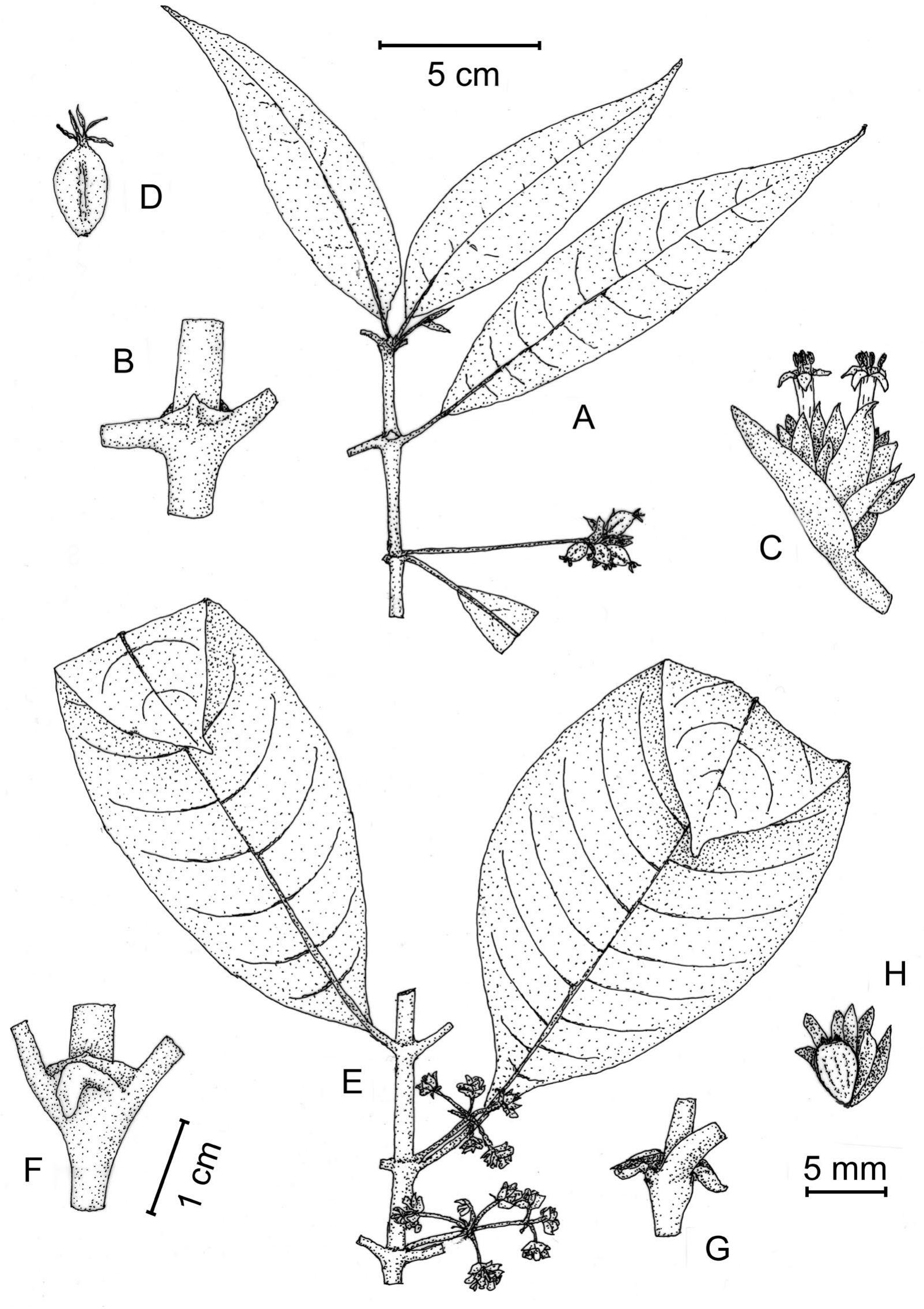 Rubiaceae Americanarum Magna Hama Pars LII. New Species and Taxonomic ...