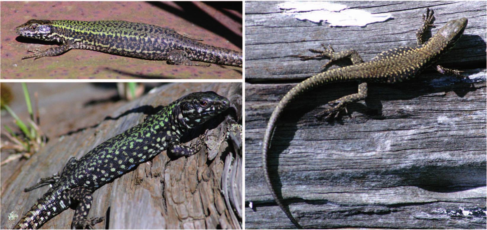 The wall lizard invasion of Vancouver Island 