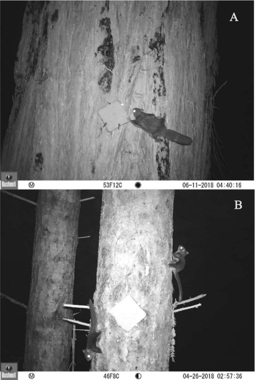 Northern Flying Squirrel (eMammal Virginia Camera Trap Field Guide