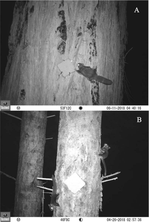 Flying squirrel trap affixed to tree and motion-sensing camera