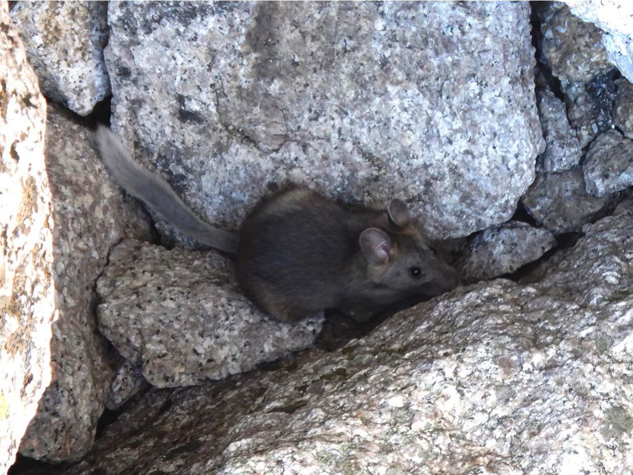 A HIGH-ELEVATION RECORD FOR THE BUSHY-TAILED WOODRAT (NEOTOMA CINEREA ...