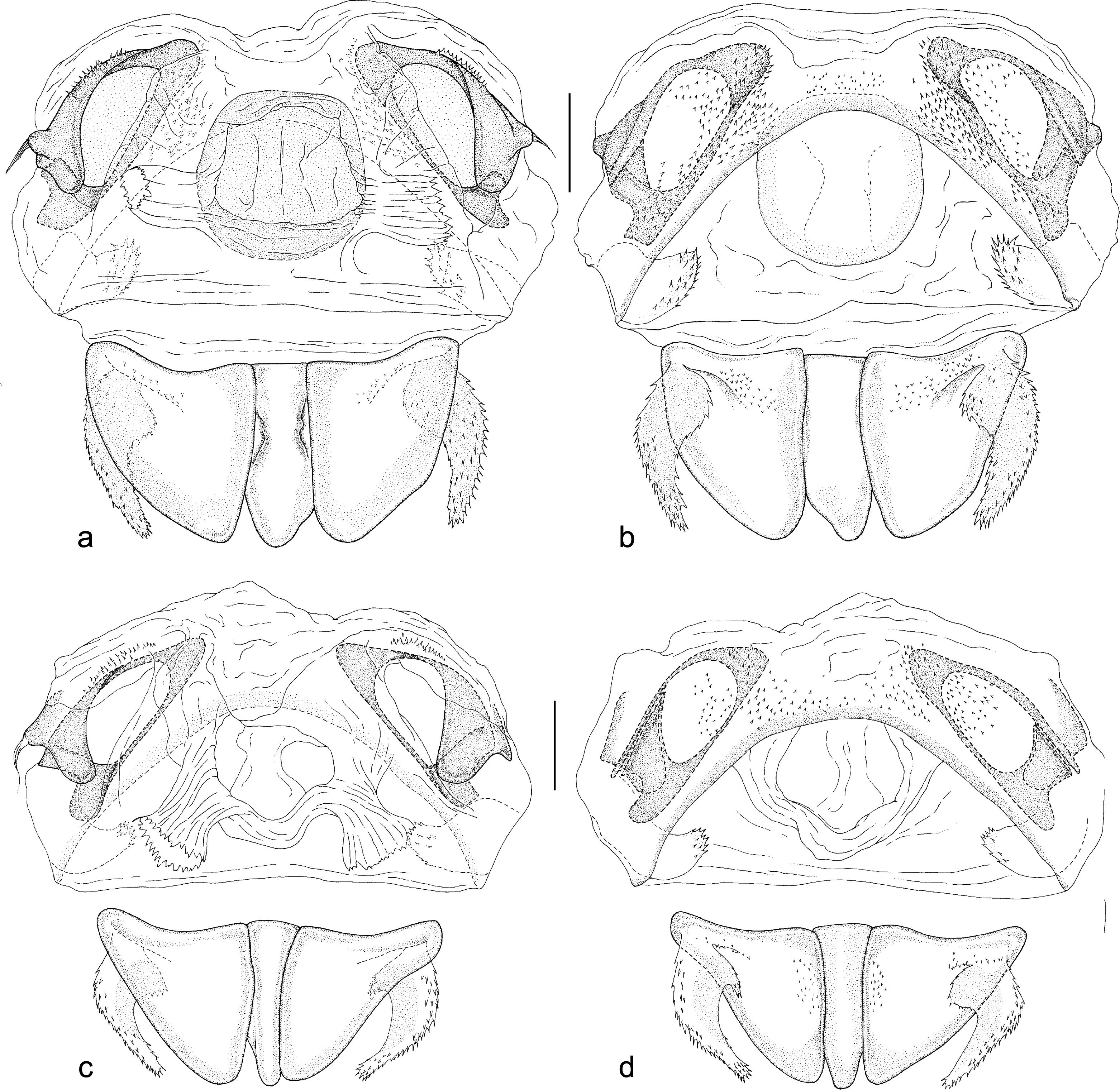 Systematics and Phylogeny of the Hatchet Head Plant Bug Genus ...