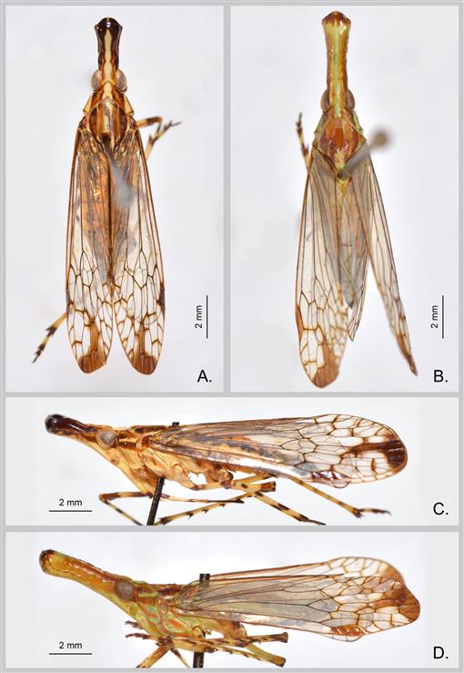 Review Of The Oriental Genus Protolepta Melichar With Description Of The Second Species From Sulawesi Indonesia Hemiptera Auchenorrhyncha Dictyopharidae Orthopagini