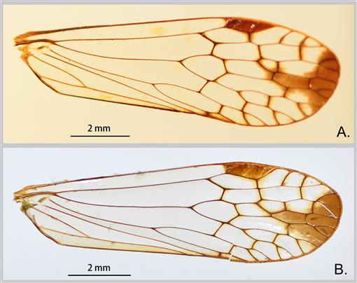 Review Of The Oriental Genus Protolepta Melichar With Description Of The Second Species From Sulawesi Indonesia Hemiptera Auchenorrhyncha Dictyopharidae Orthopagini