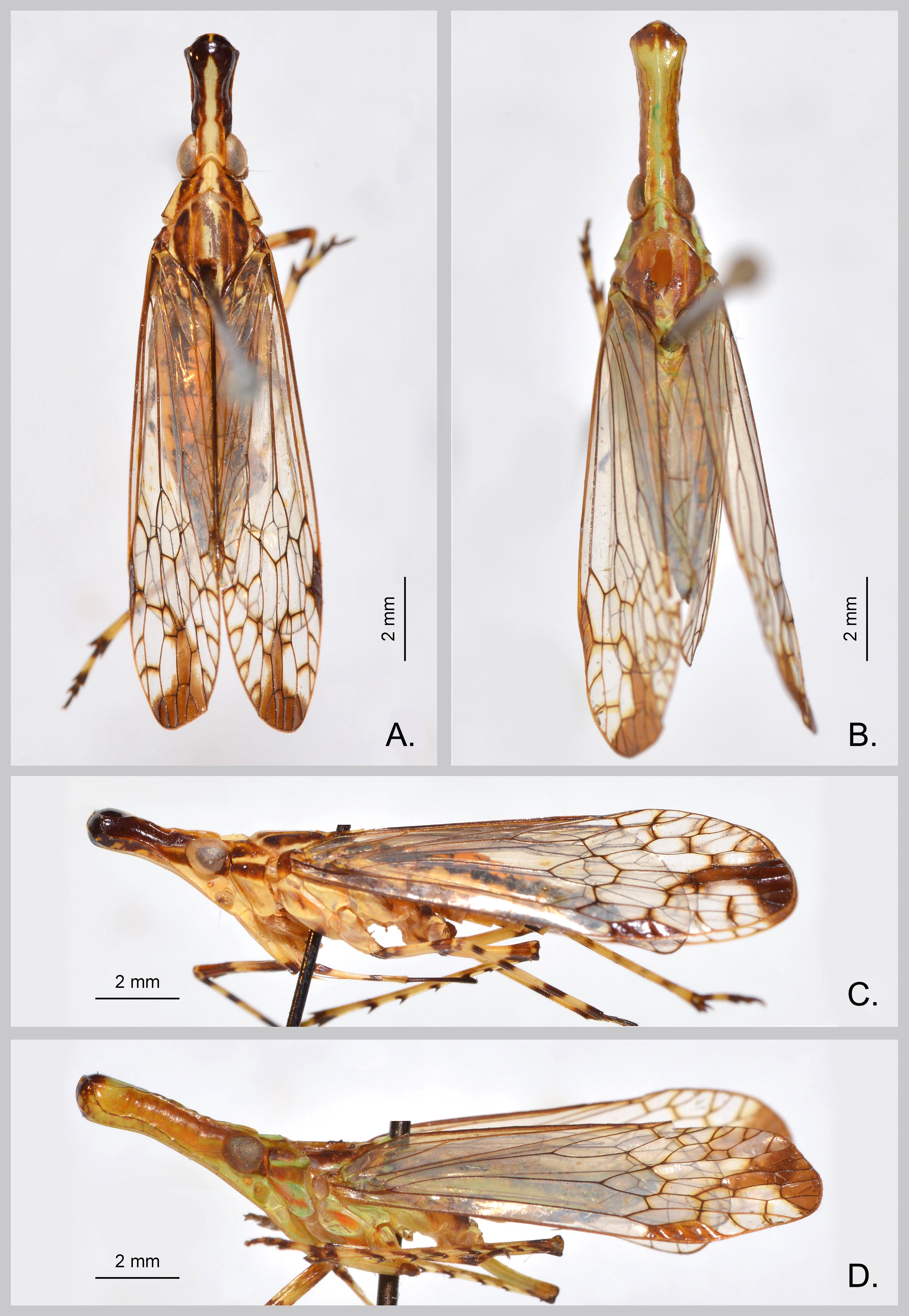 Review Of The Oriental Genus Protolepta Melichar With Description Of The Second Species From Sulawesi Indonesia Hemiptera Auchenorrhyncha Dictyopharidae Orthopagini