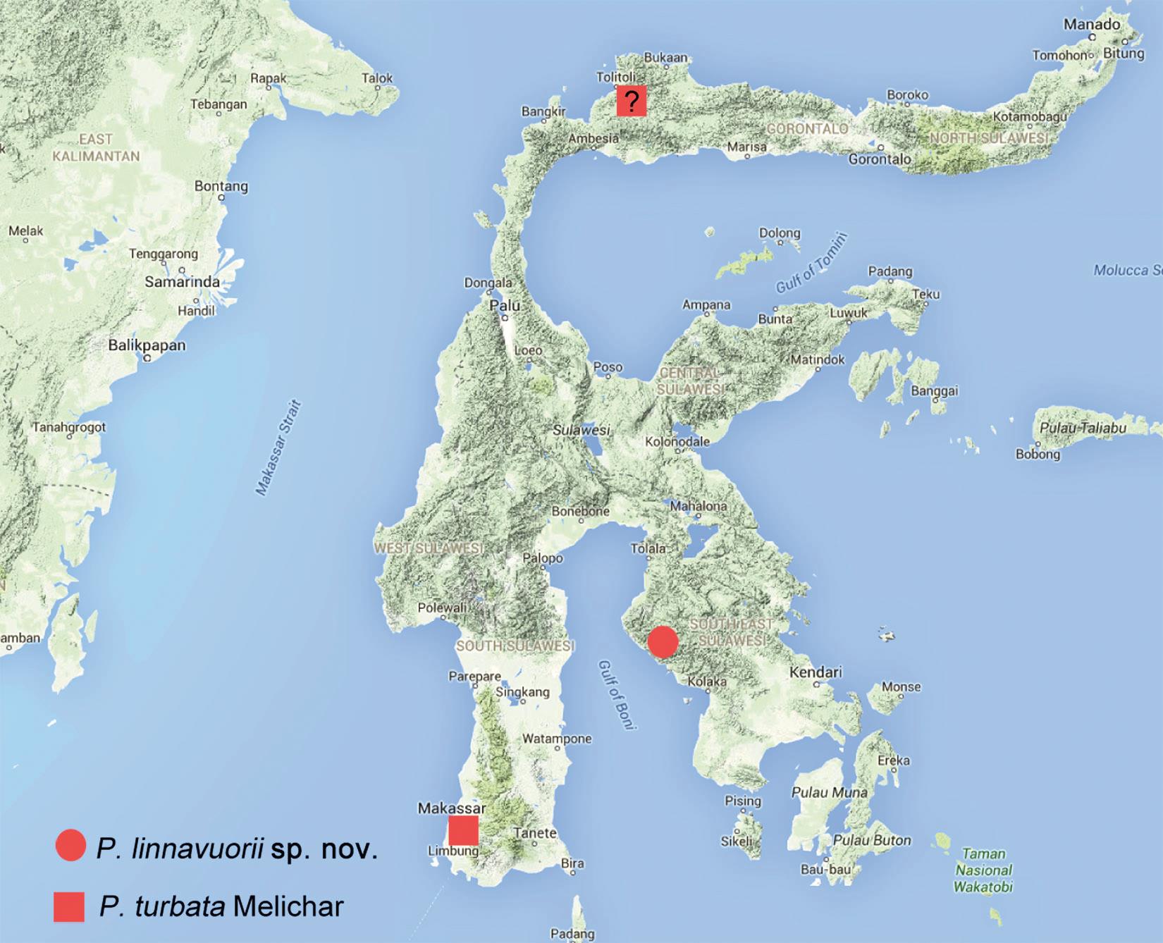 Review Of The Oriental Genus Protolepta Melichar With Description Of The Second Species From Sulawesi Indonesia Hemiptera Auchenorrhyncha Dictyopharidae Orthopagini