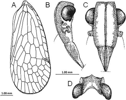 A New Species Of The Genus Exphora Signoret 1860 From Madagascar Hemiptera Auchenorrhyncha Fulgoromorpha Tropiduchidae