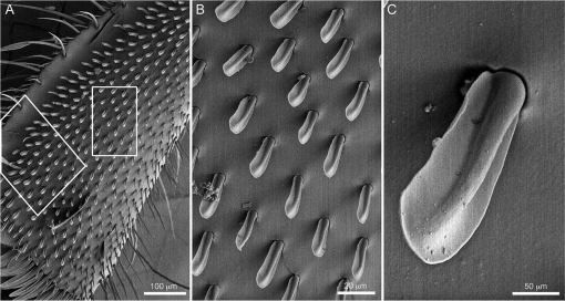 Intratribal Variation among Mature Larvae of Stingless Bees (Apidae:  Meliponini) with Descriptions of the Eggs of 11 Species