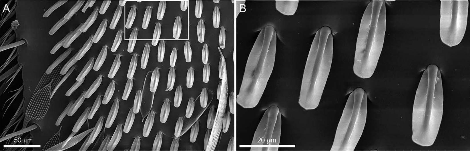 Intratribal Variation among Mature Larvae of Stingless Bees (Apidae:  Meliponini) with Descriptions of the Eggs of 11 Species