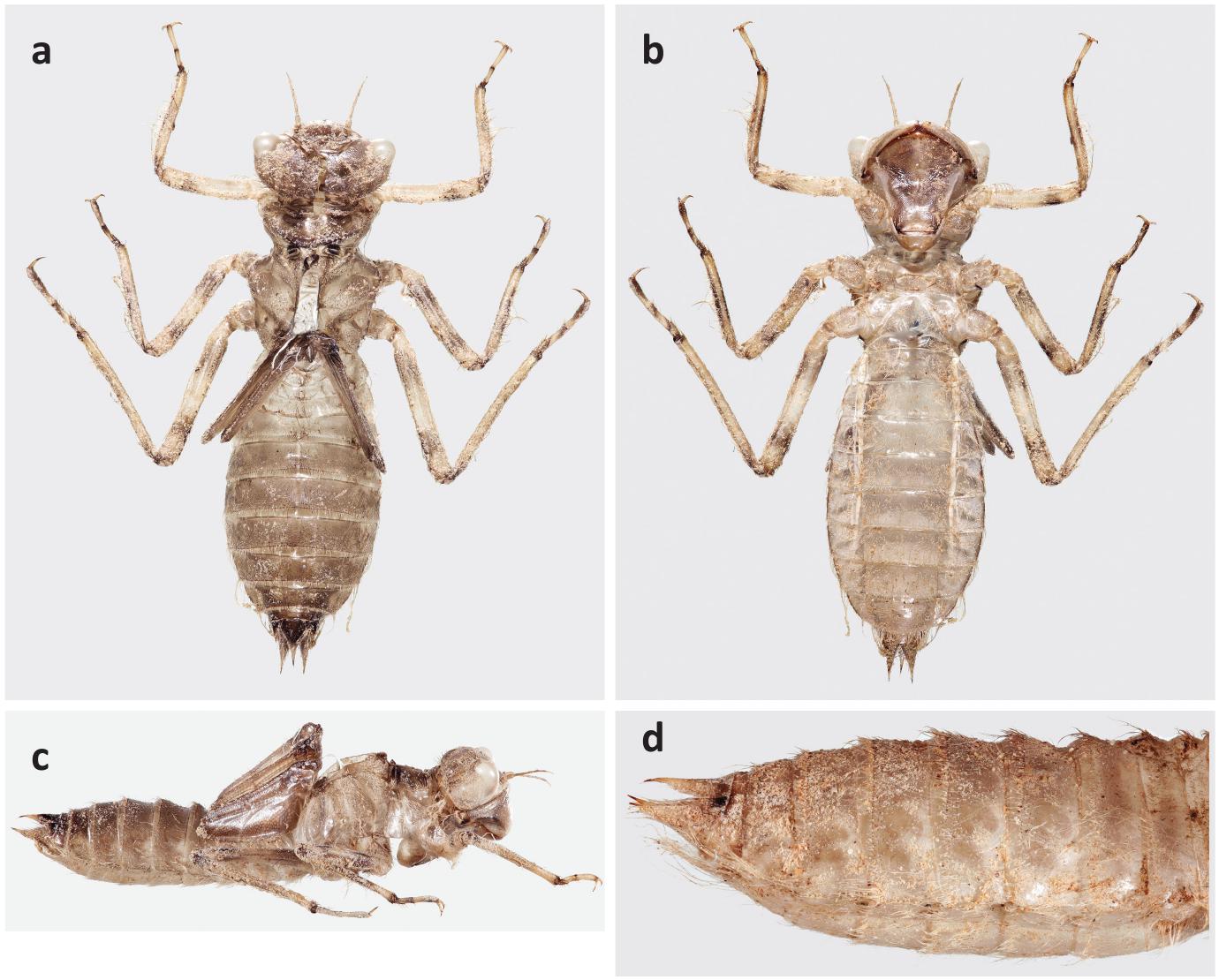 Range, distribution, field identification, behaviour and exuvia ...