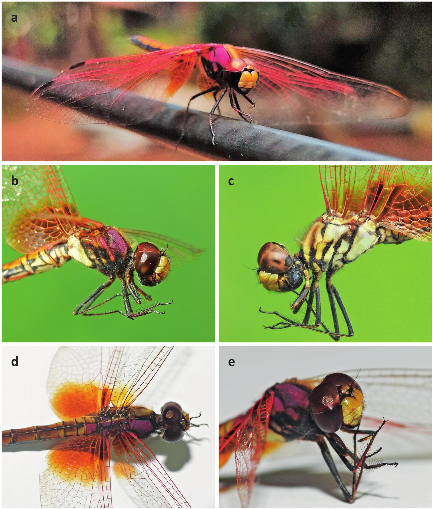 First Record Of Gynandromorphism In Trithemis Aurora (Odonata ...