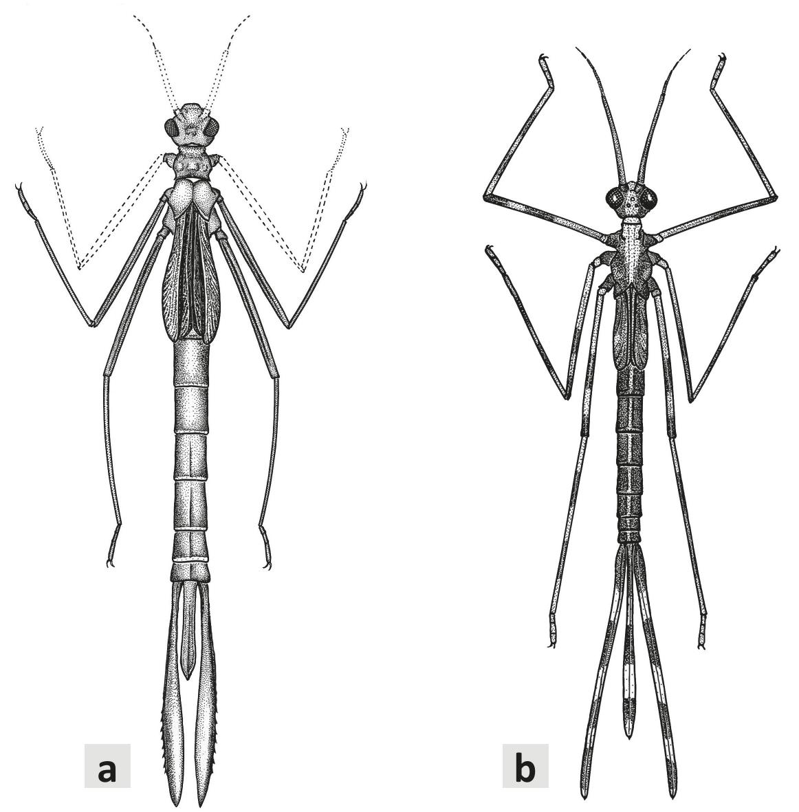 Calopterygidae Larvae