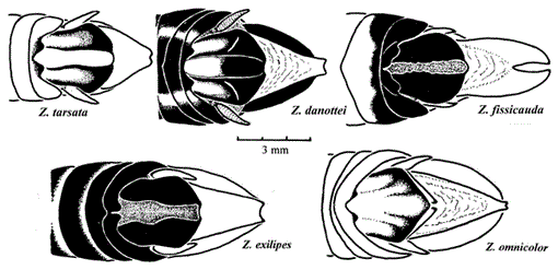 i1082-6467-16-1-1-f06.gif