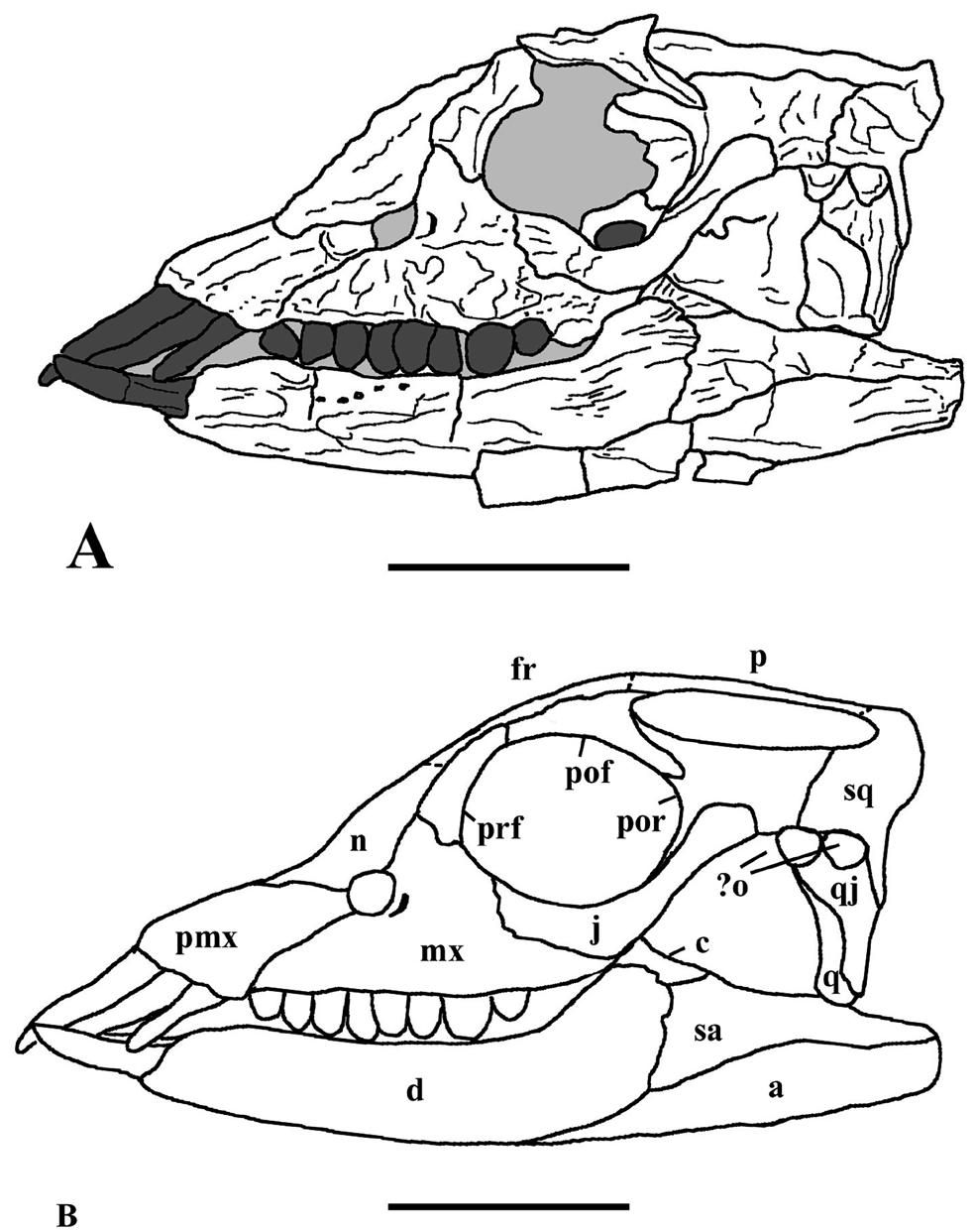 The Evolution Of The Temporal Region Of Placodonts Diapsida 