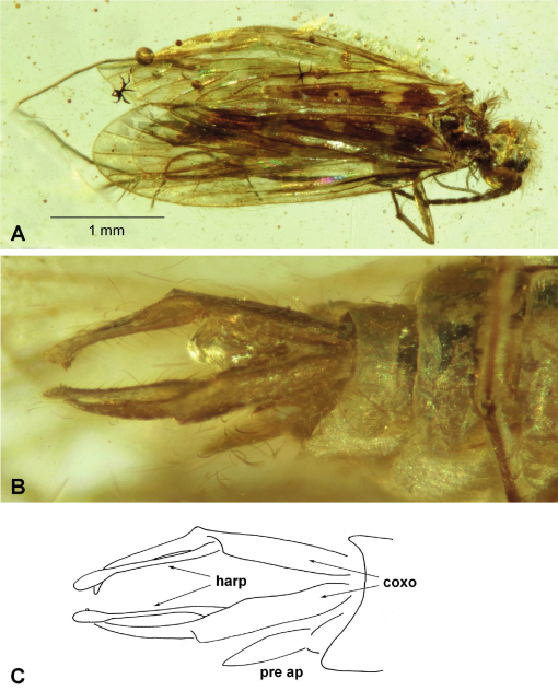 Family Pseudoneureclipsidae (insecta, Trichoptera) In Mid-cretaceous 