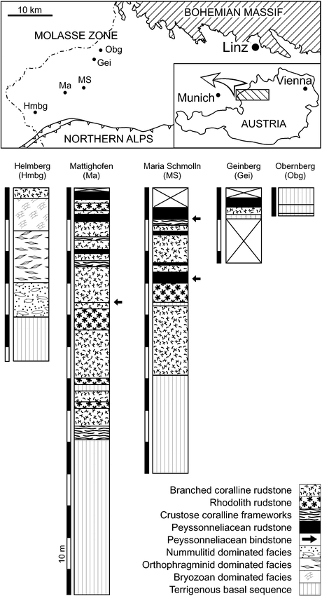 Paleoecology and Taphonomy of Polystrata alba (Red Alga) from the Late ...