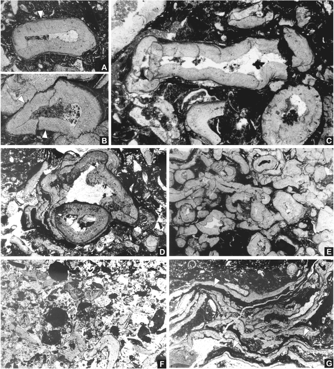 Paleoecology and Taphonomy of Polystrata alba (Red Alga) from the Late ...