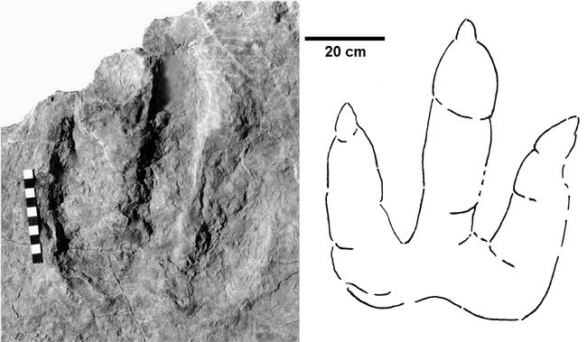 allosaurus footprint