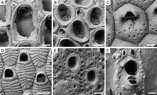 https://bioone.org/ContentImages/Journals/palo/24/7/palo.2008.p08-124r/graphic/WebImages/i0883-1351-24-7-440-f01.gif