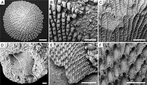 https://bioone.org/ContentImages/Journals/palo/24/7/palo.2008.p08-124r/graphic/WebImages/i0883-1351-24-7-440-f07.gif