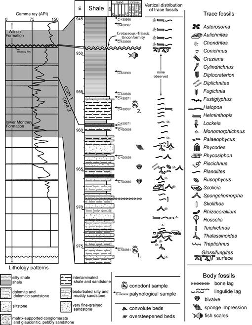 mediu helminthopis numele papiloamelor