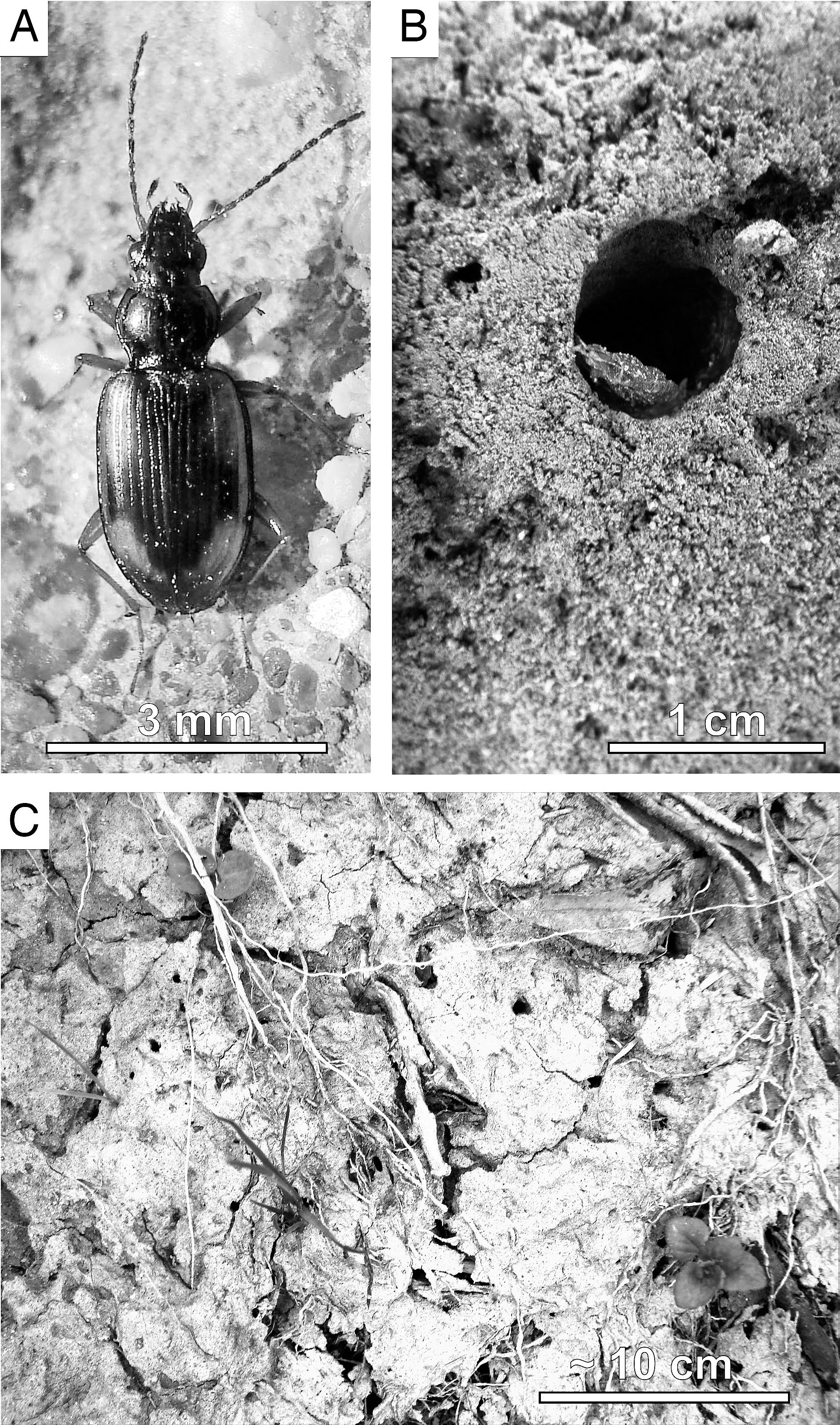 Beetle Burrows With A Terminal Chamber A Contribution To The Knowledge Of The Trace Fossil Macanopsis In Continental Sediments