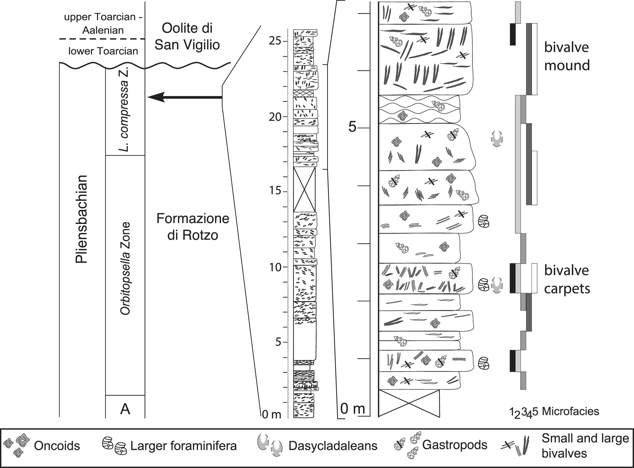 Micro-framework reconstruction from peloidal-dominated mud mounds (Viséan,  SW Spain)