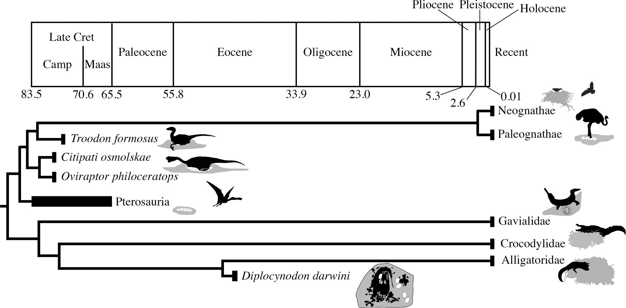 RARE IN SITU PRESERVATION OF ADULT CROCODYLIAN WITH EGGS FROM THE MIDDLE  EOCENE OF GEISELTAL, GERMANY