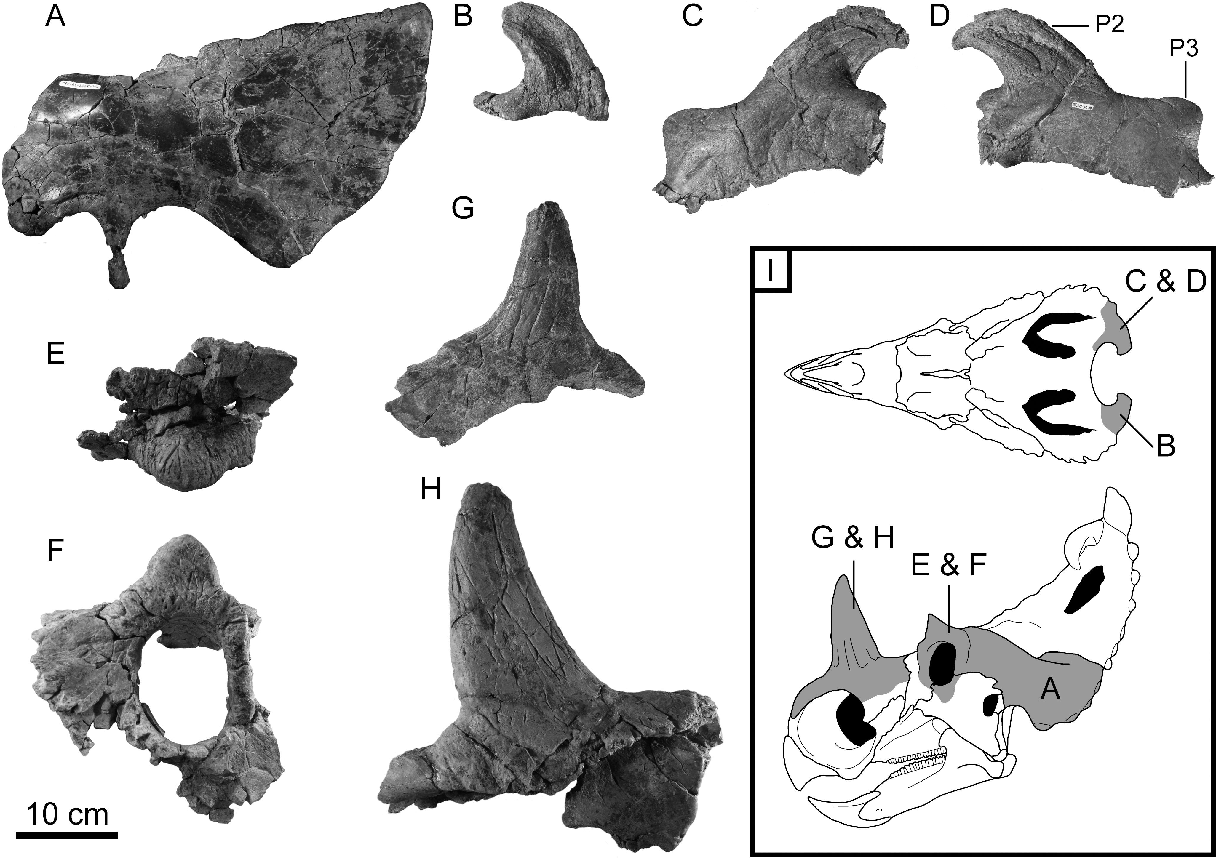 TAPHONOMY OF A MONODOMINANT CENTROSAURUS APERTUS (DINOSAURIA ...