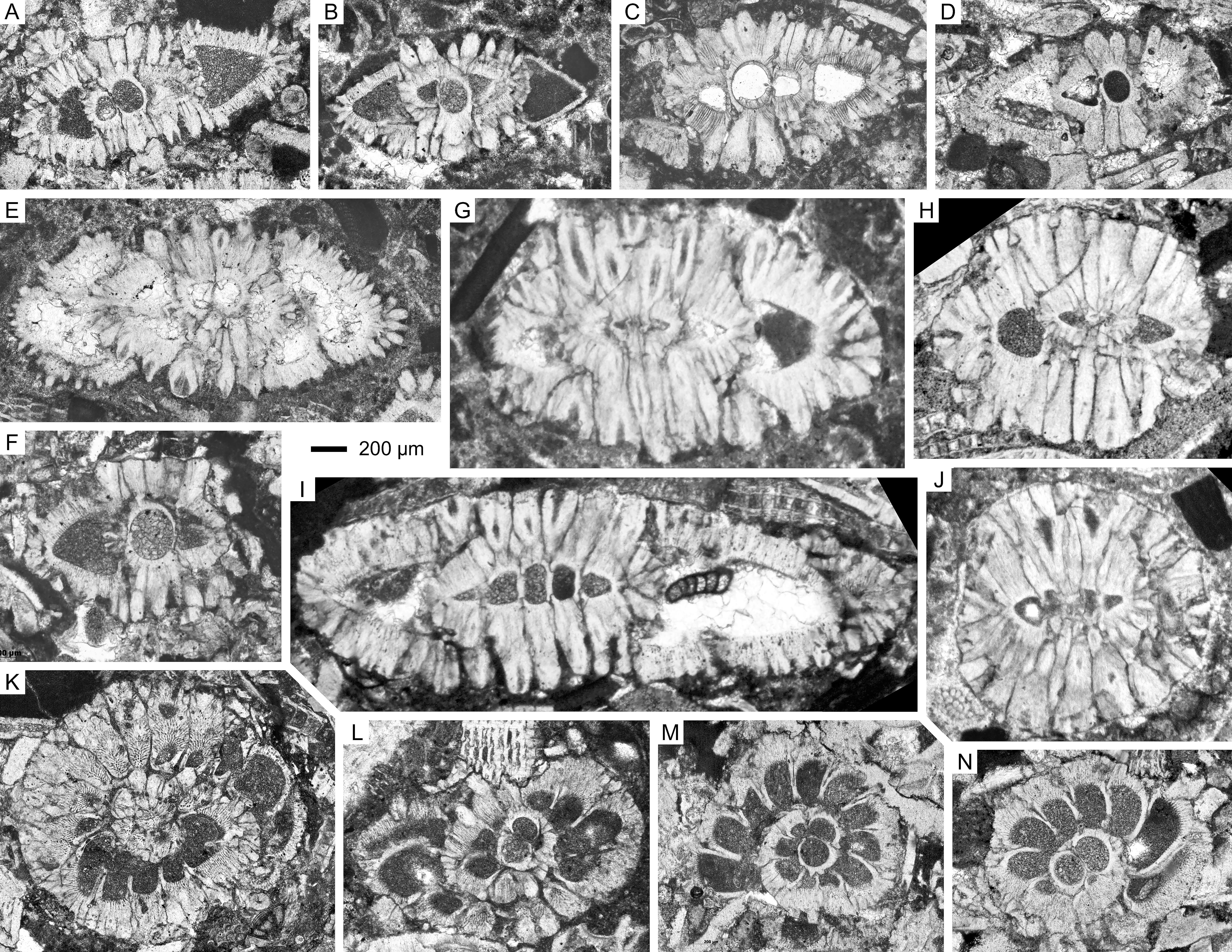 Late Chattian Larger Foraminifera From The Prebetic Domain Se Spain New Data On Shallow Benthic Zone 23