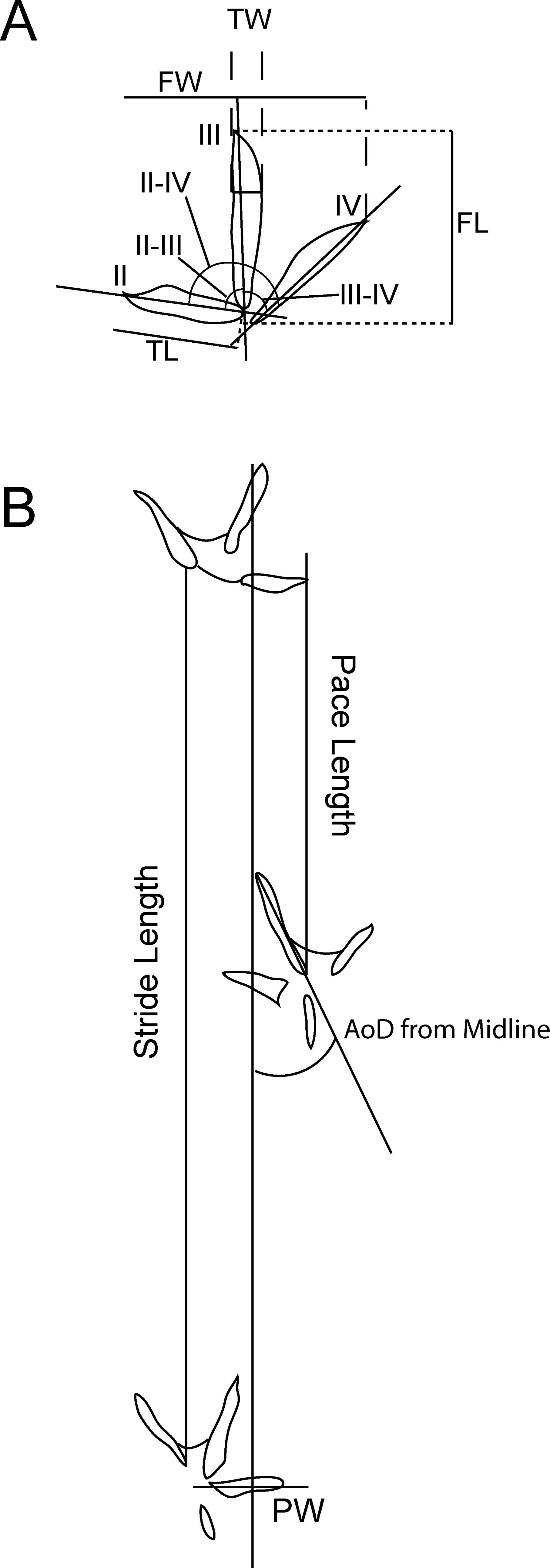 A New Experimental Setup For Studying Avian Neoichnology And The